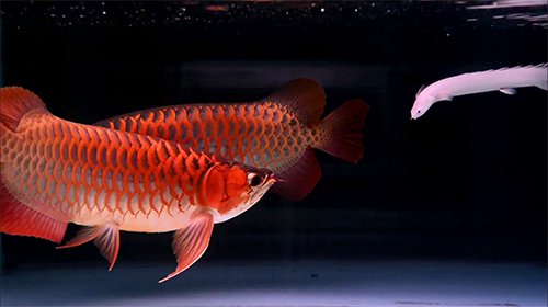 Super Red Arowana and Albino Stingray fish for sale - photo 2